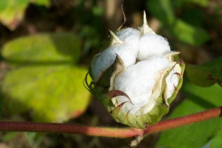 Les startups de la mode durable