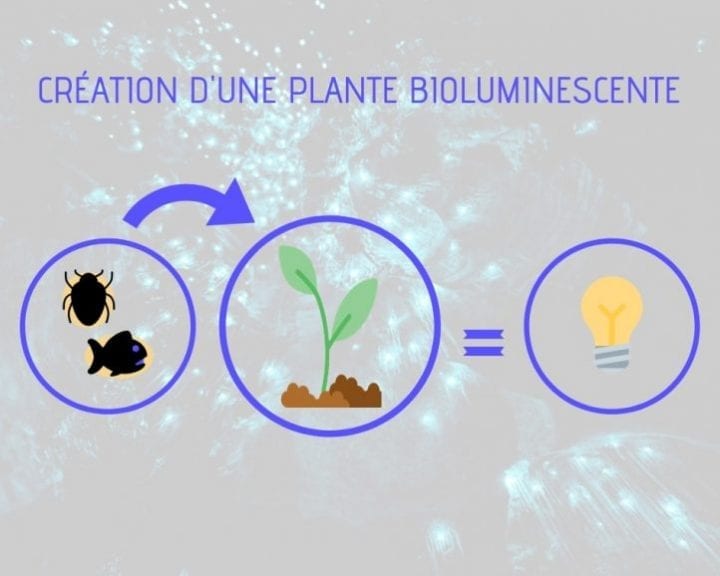 création d'une plante bioluminescente