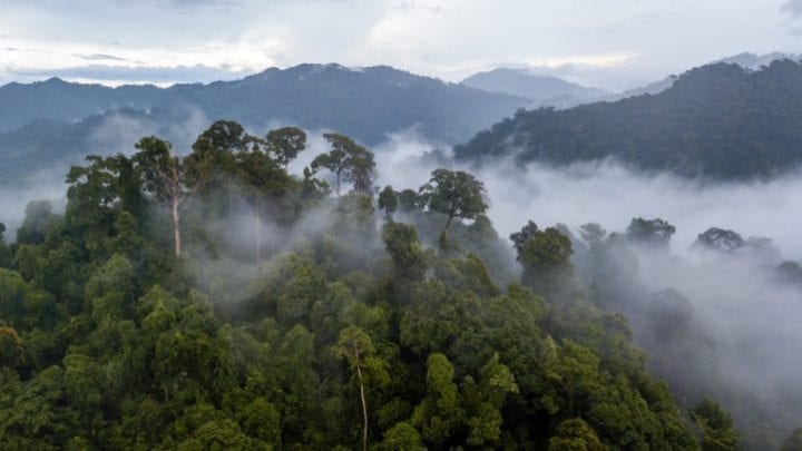 forêt amazonienne incendie forêt amazonienne incendie